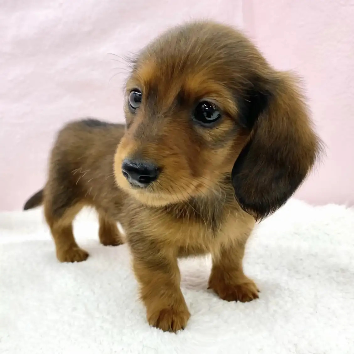 ミニチュア・ダックスフント | ペットショップ マルワン 小さめ子犬