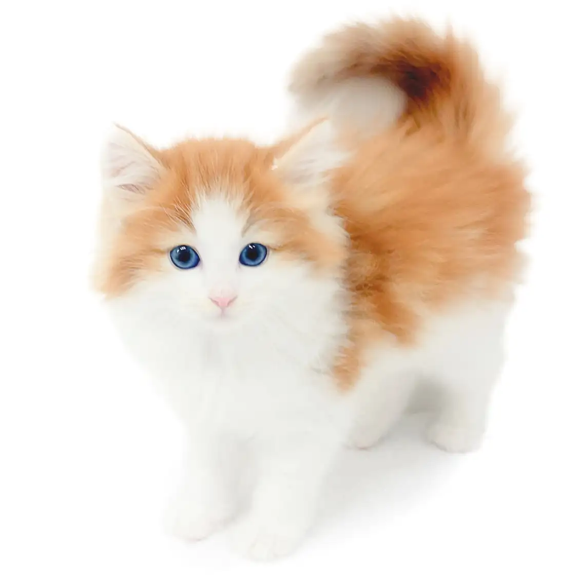 ノルウェージャンフォレストキャット