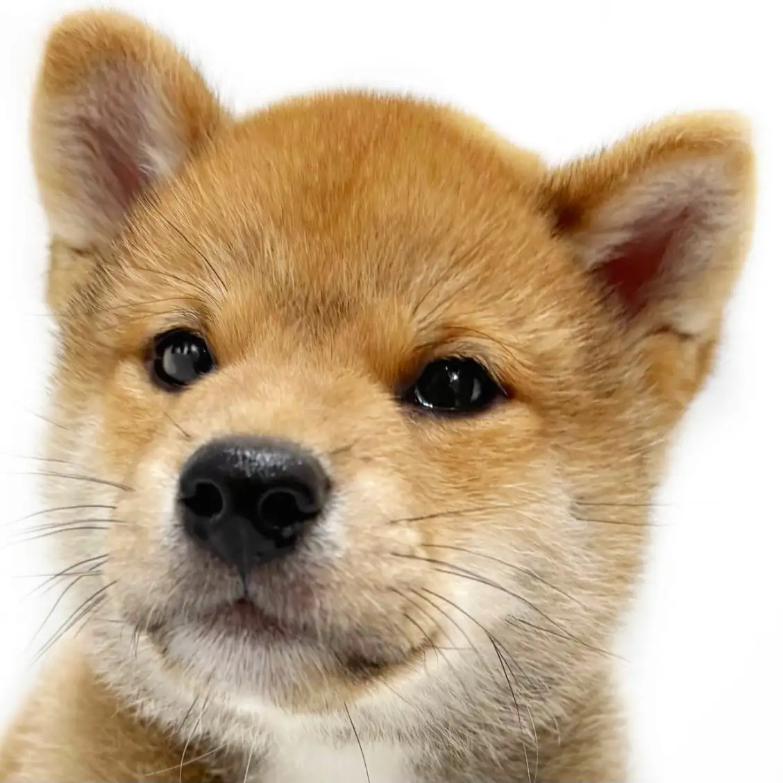 柴犬