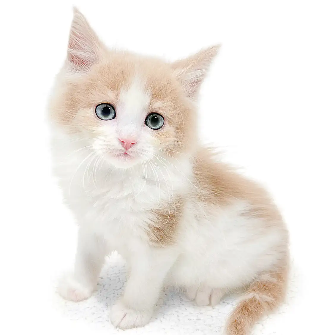ノルウェージャンフォレストキャット