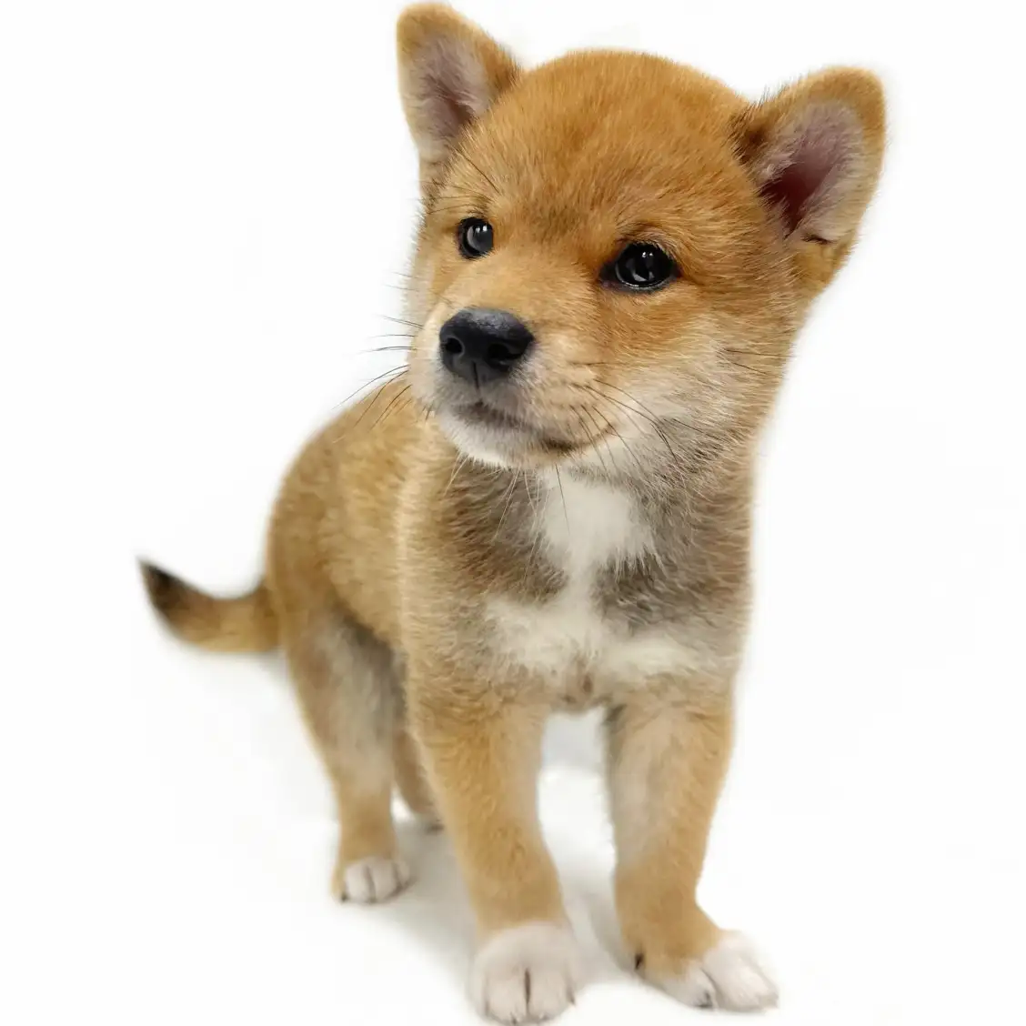 柴犬