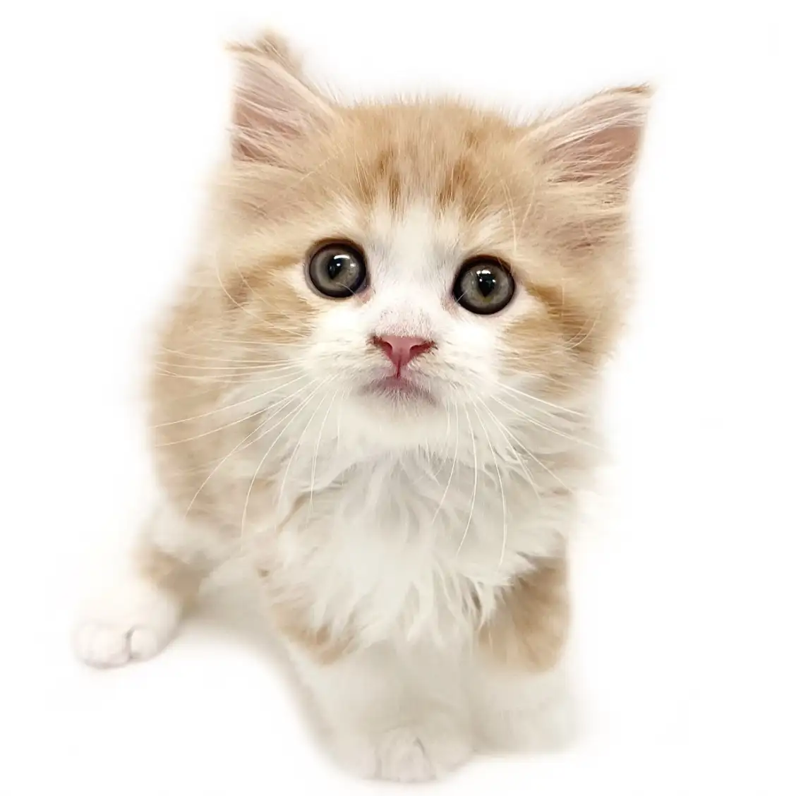 ノルウェージャンフォレストキャット