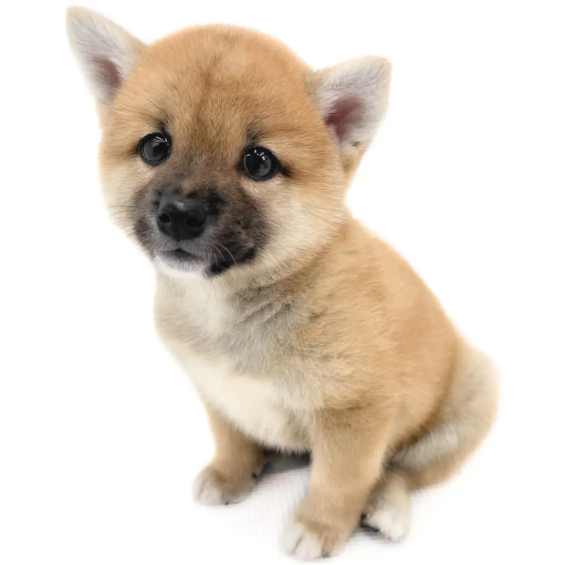柴犬