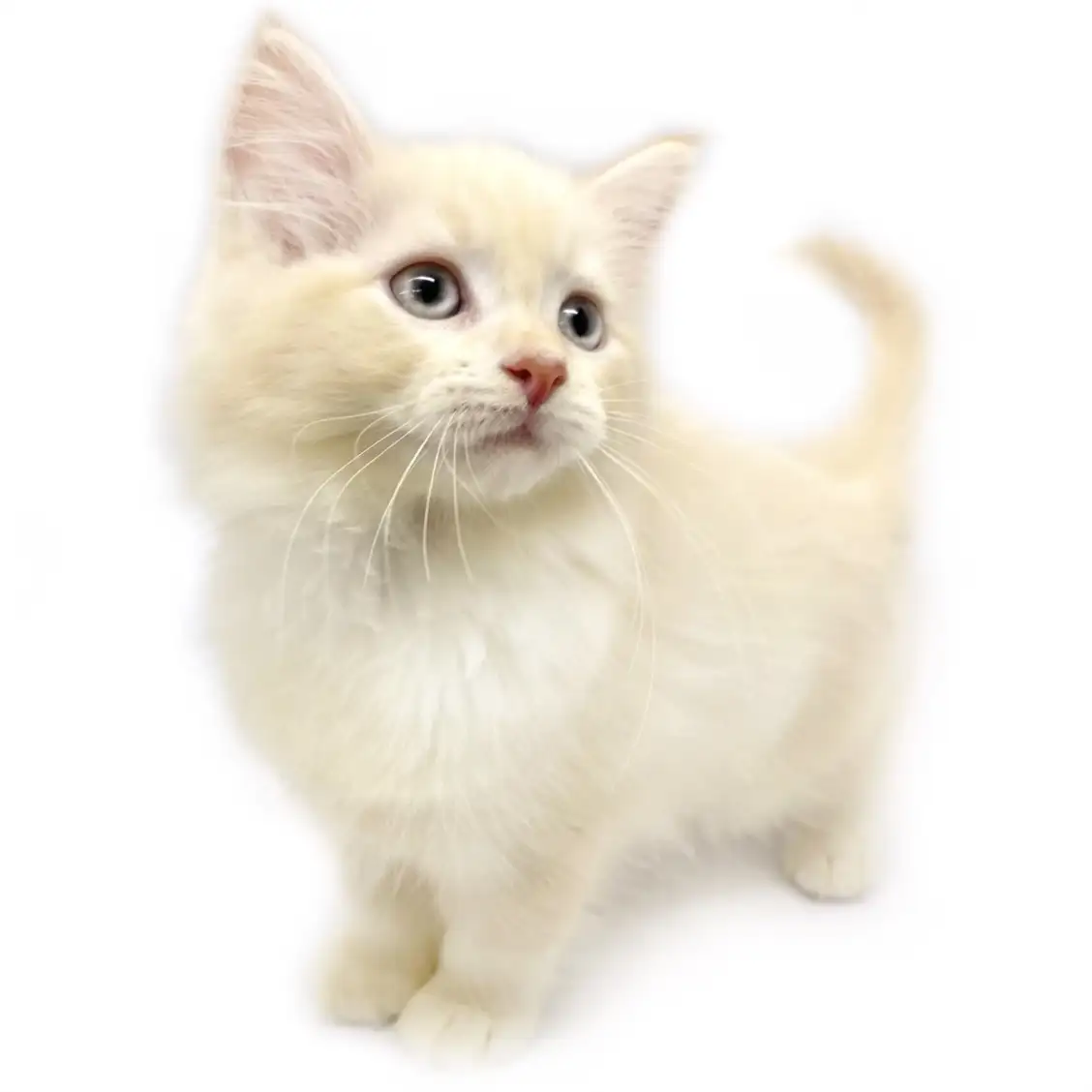 ノルウェージャンフォレストキャット