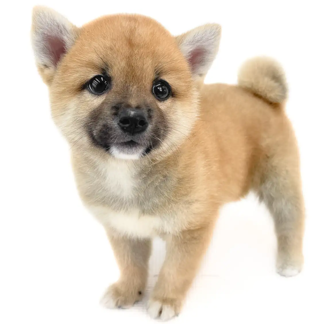 柴犬