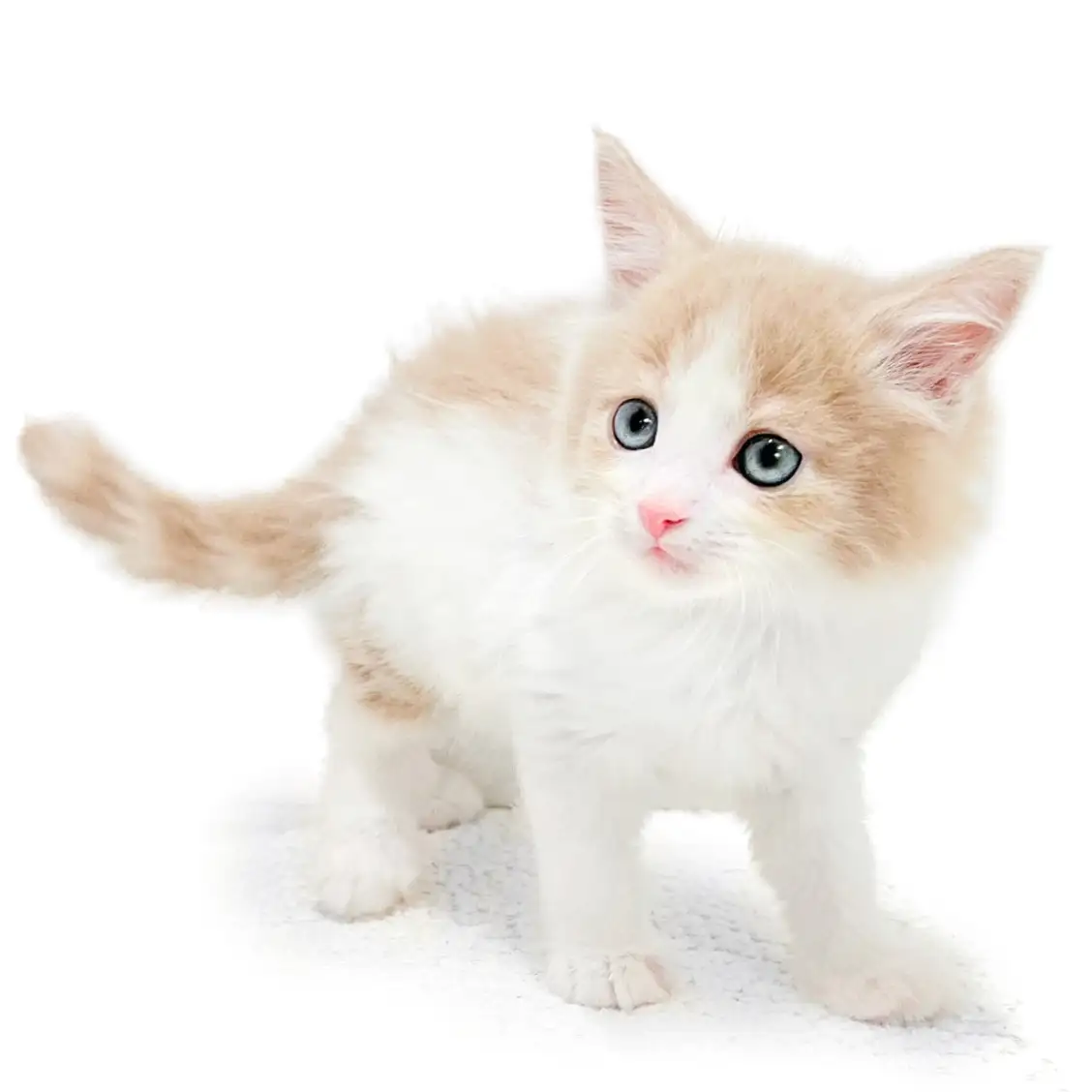 ノルウェージャンフォレストキャット