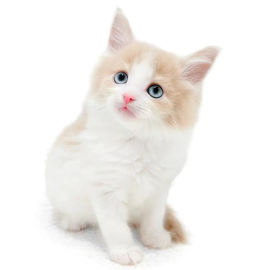 ノルウェージャンフォレストキャット
