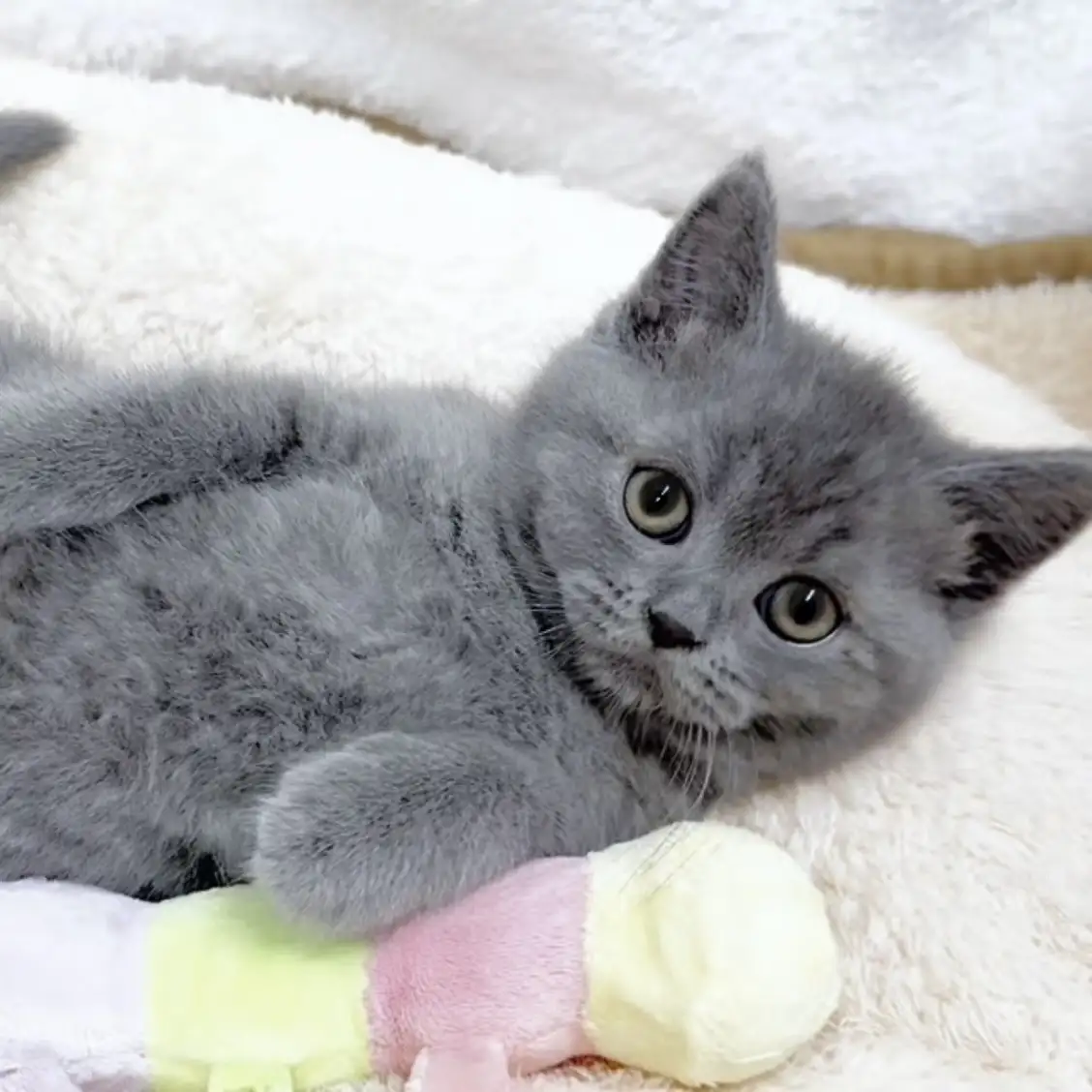 ブリティッシュショートヘア | ペットショップ マルワン 小さめ子犬