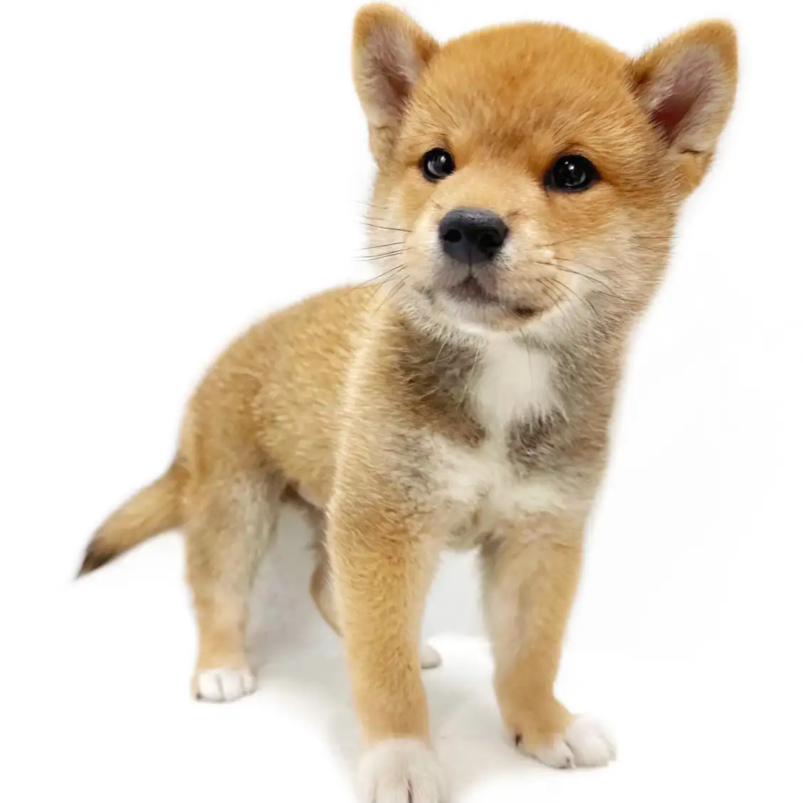 柴犬