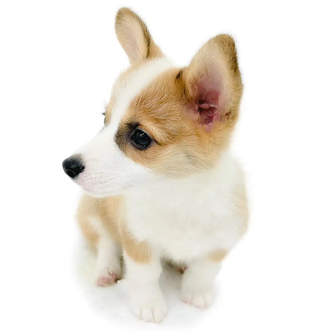 ウェルシュコーギーペンブローク