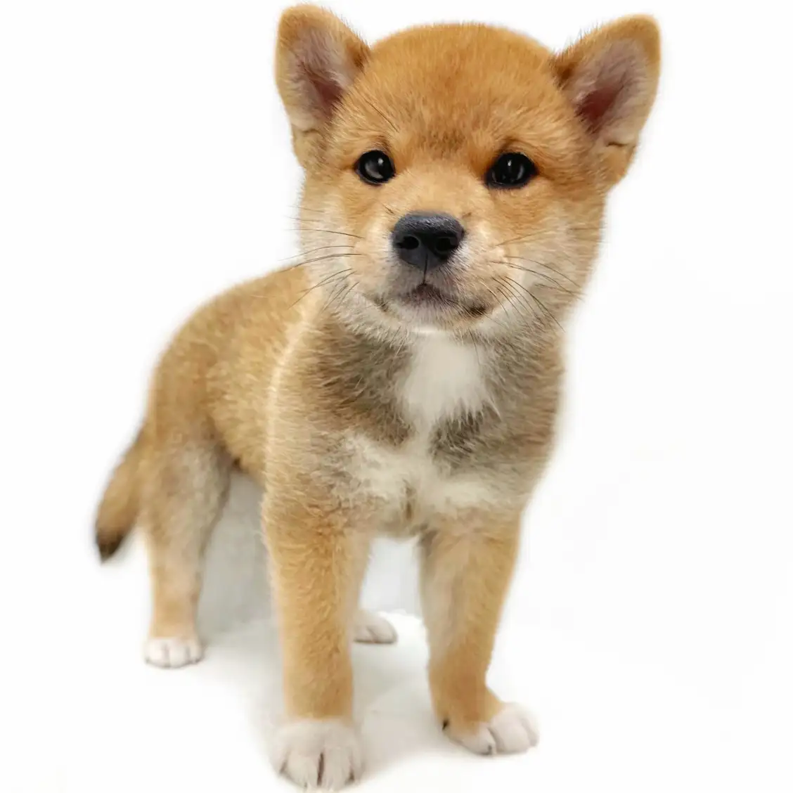 柴犬