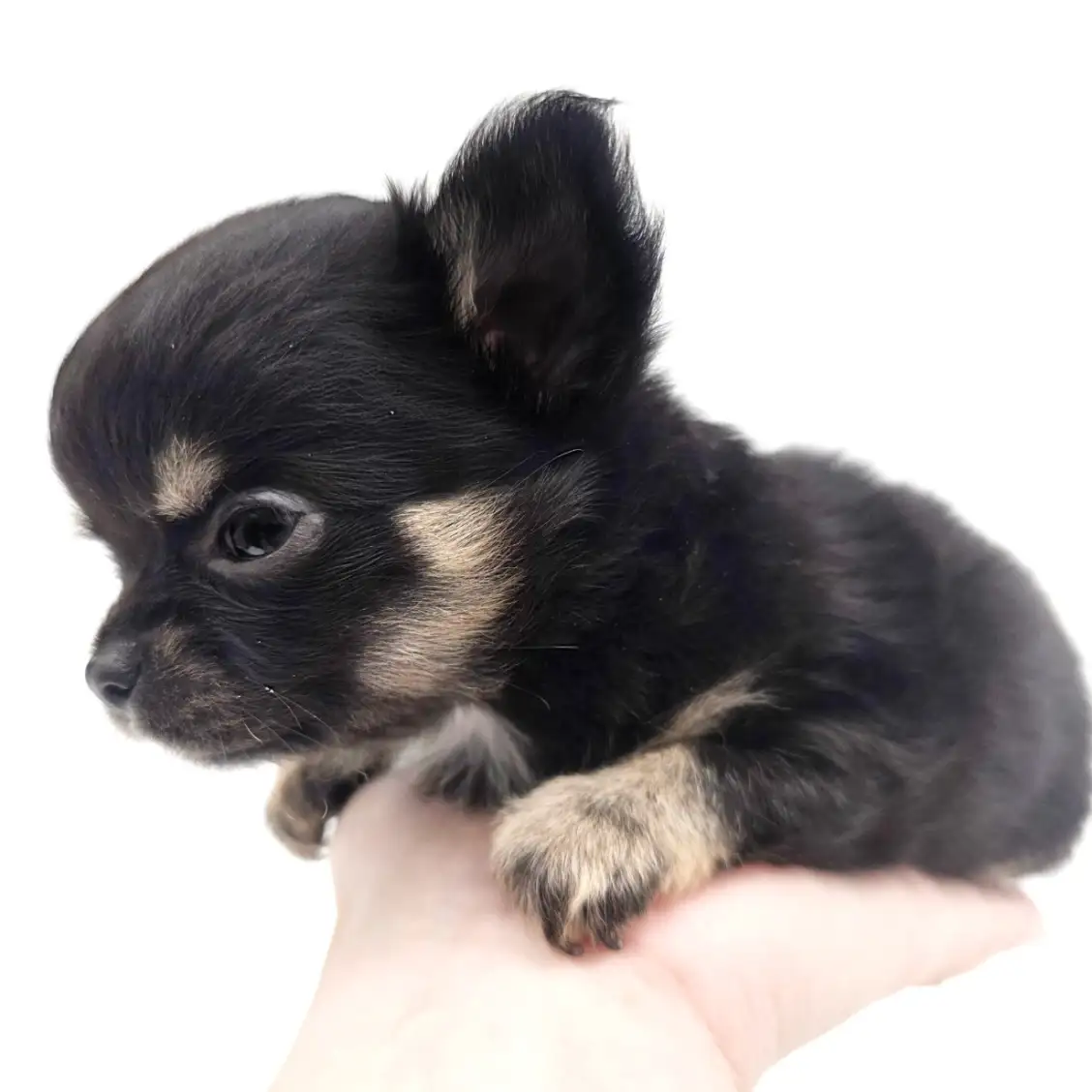 チワワ