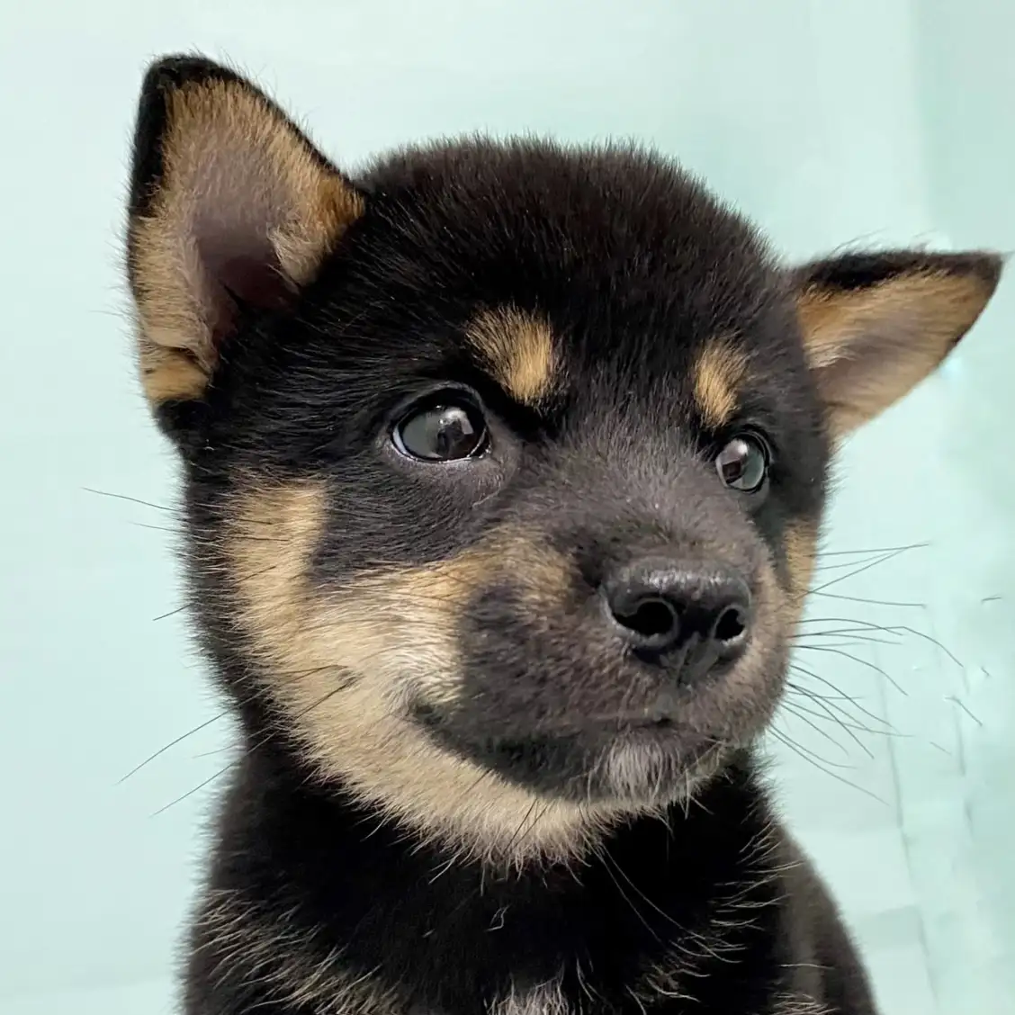 柴犬