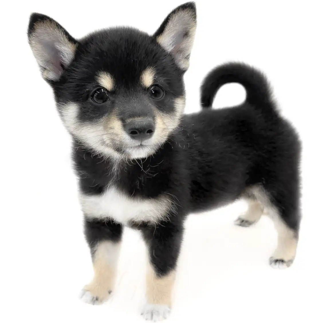 柴犬