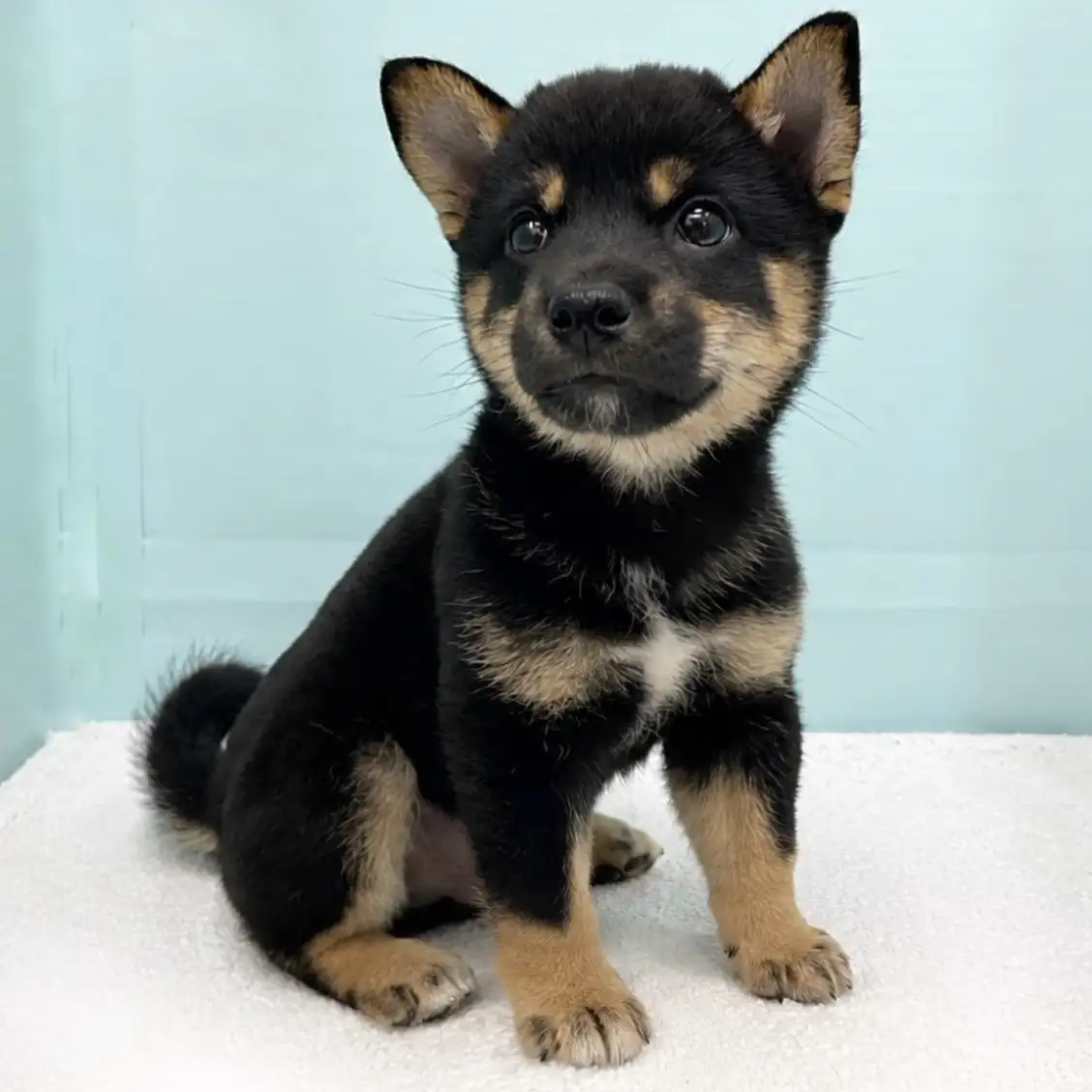 柴犬