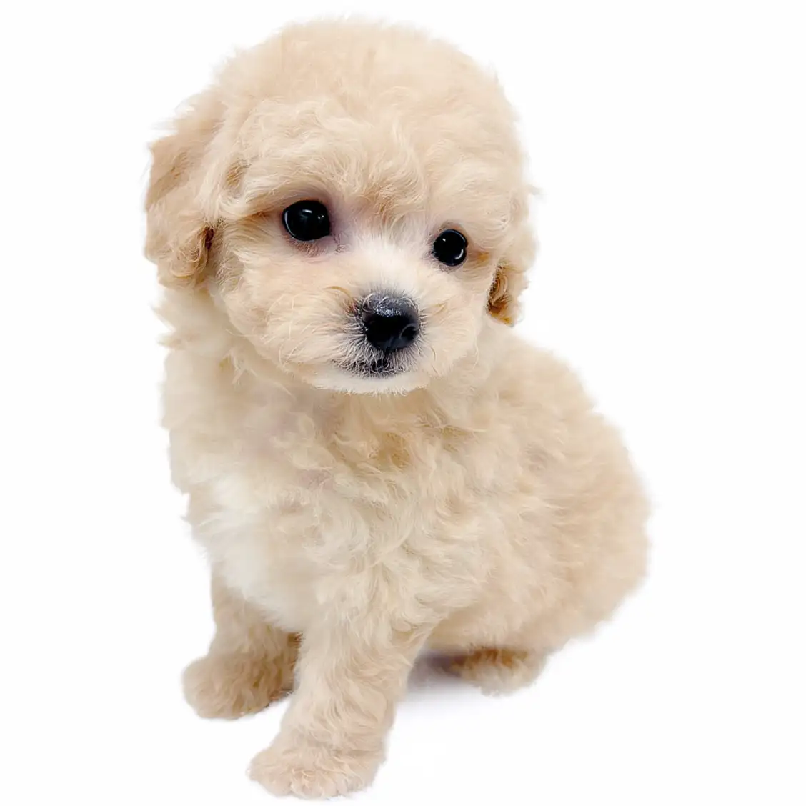 MIX(ビションフリーゼ×トイプードル)