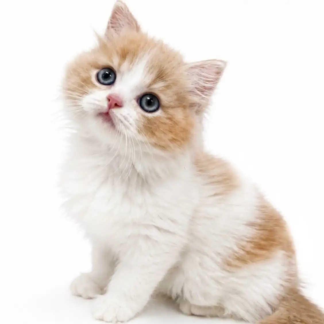 ラガマフィン