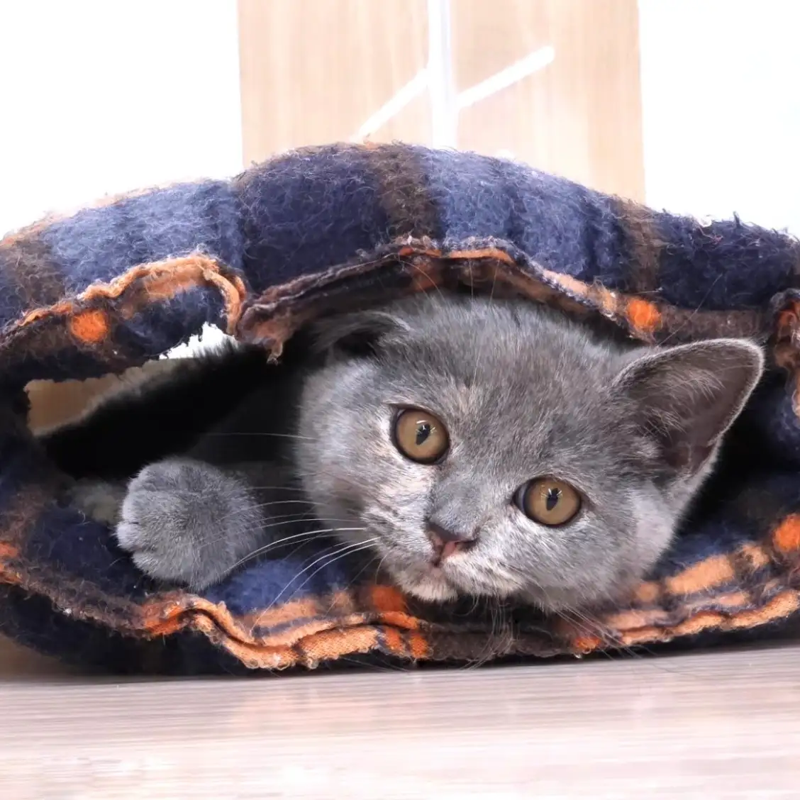 ブリティッシュショートヘア