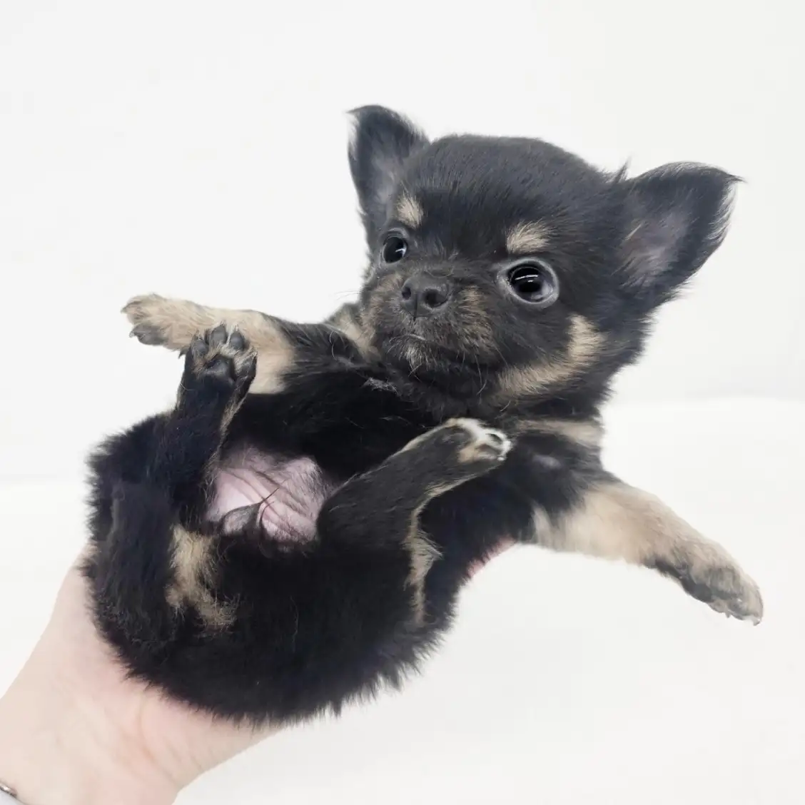 チワワ