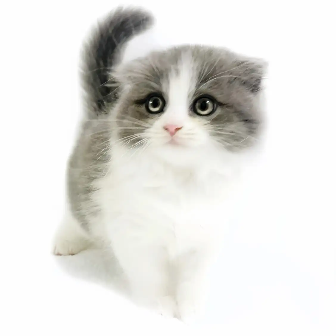 スコティッシュフォールド