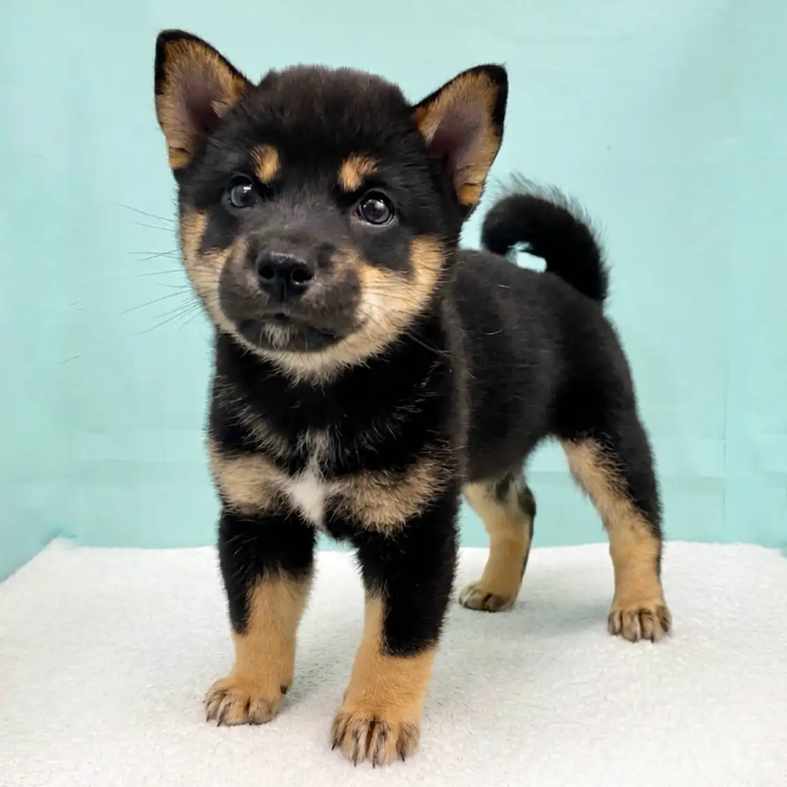 柴犬