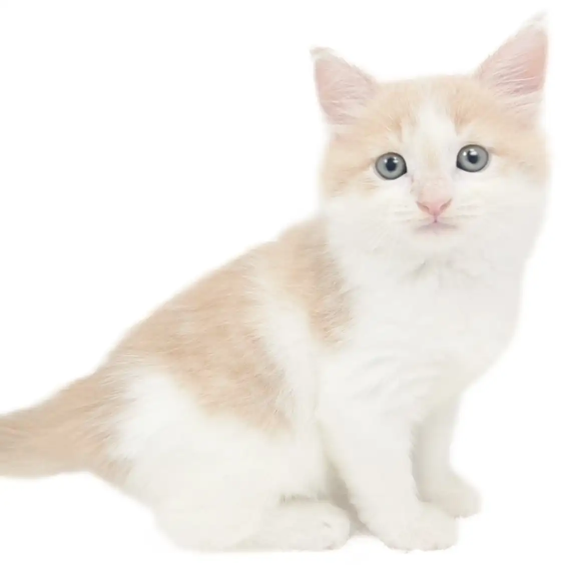 ノルウェージャンフォレストキャット