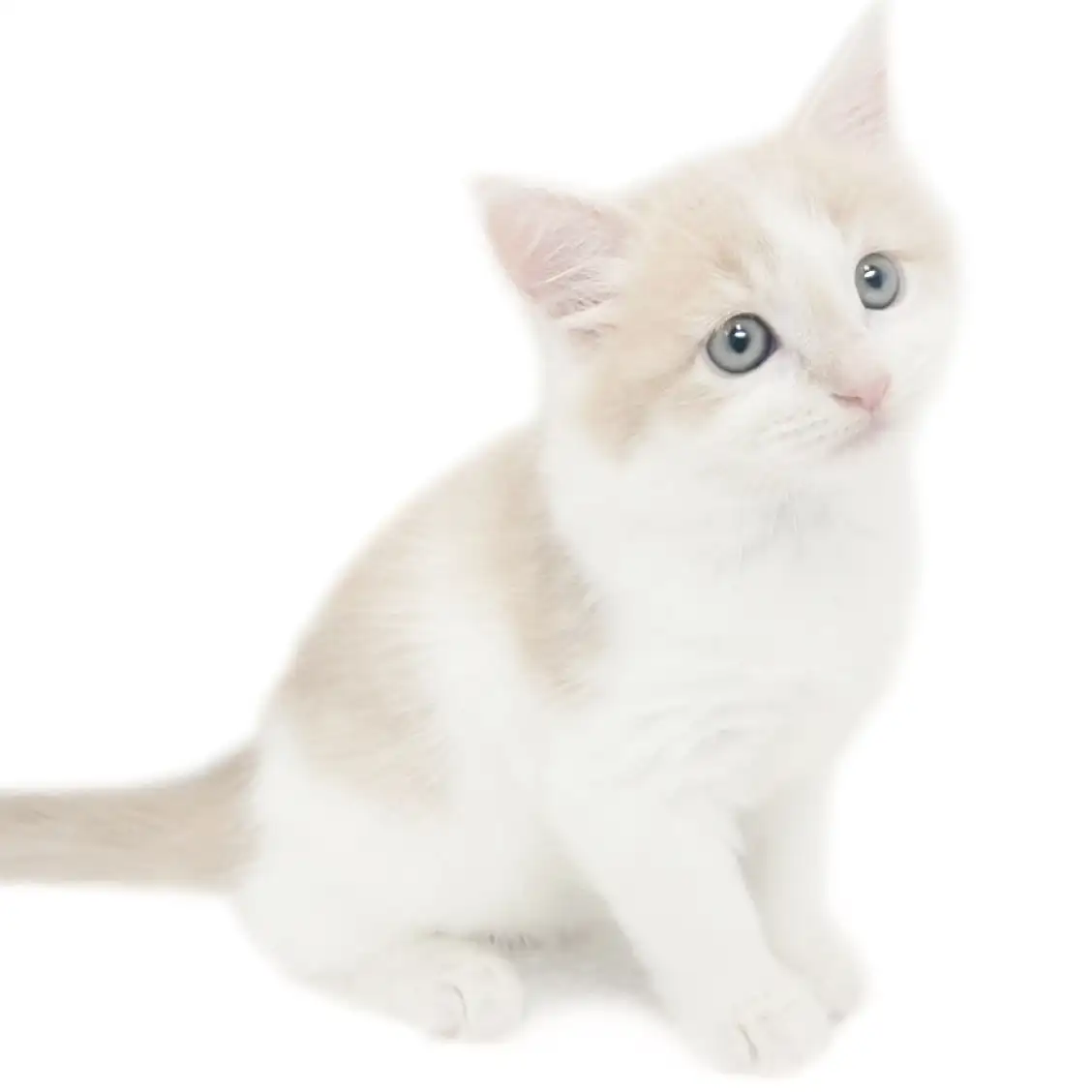 ノルウェージャンフォレストキャット