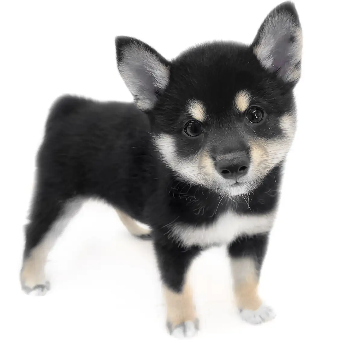 柴犬