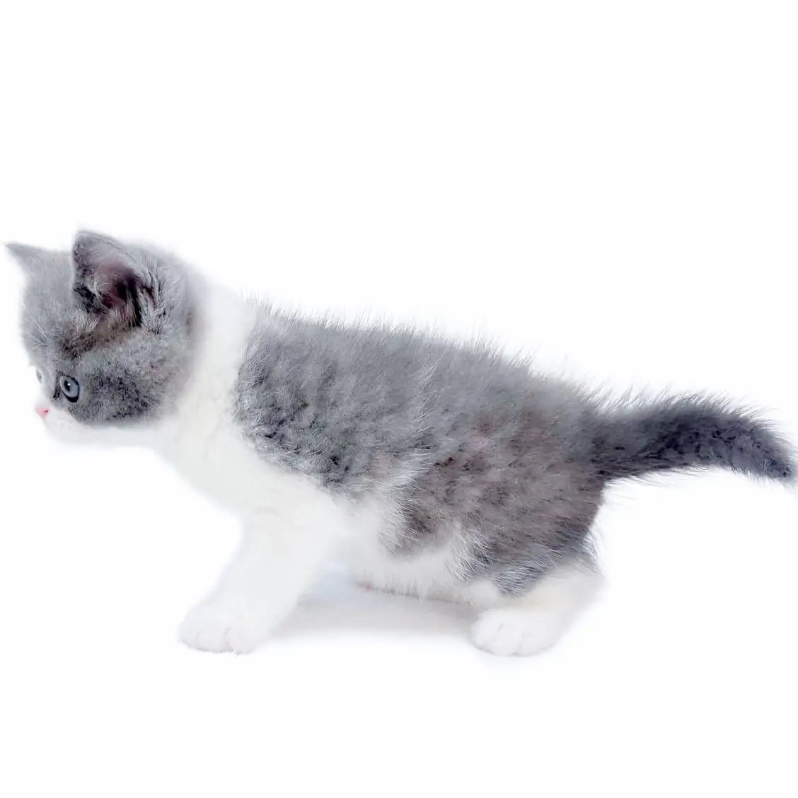 ブリティッシュショートヘア