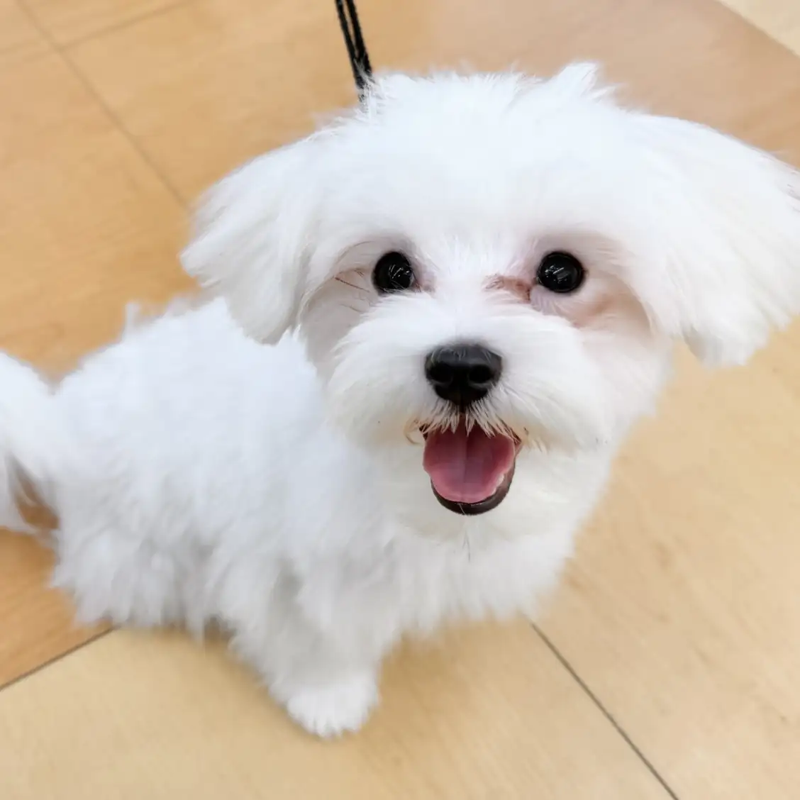 マルチーズ