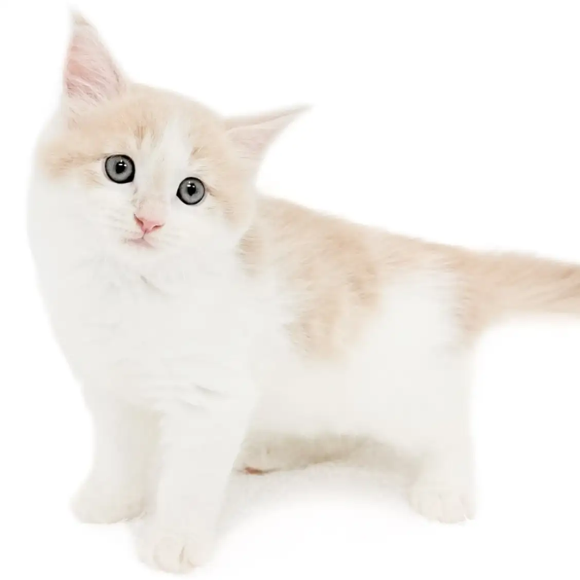 ノルウェージャンフォレストキャット