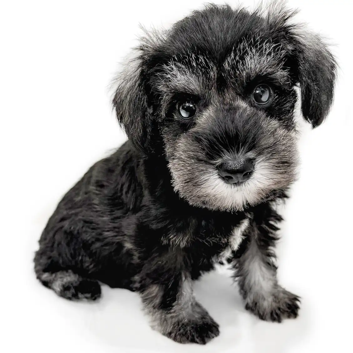 ミニチュア・シュナウザー
