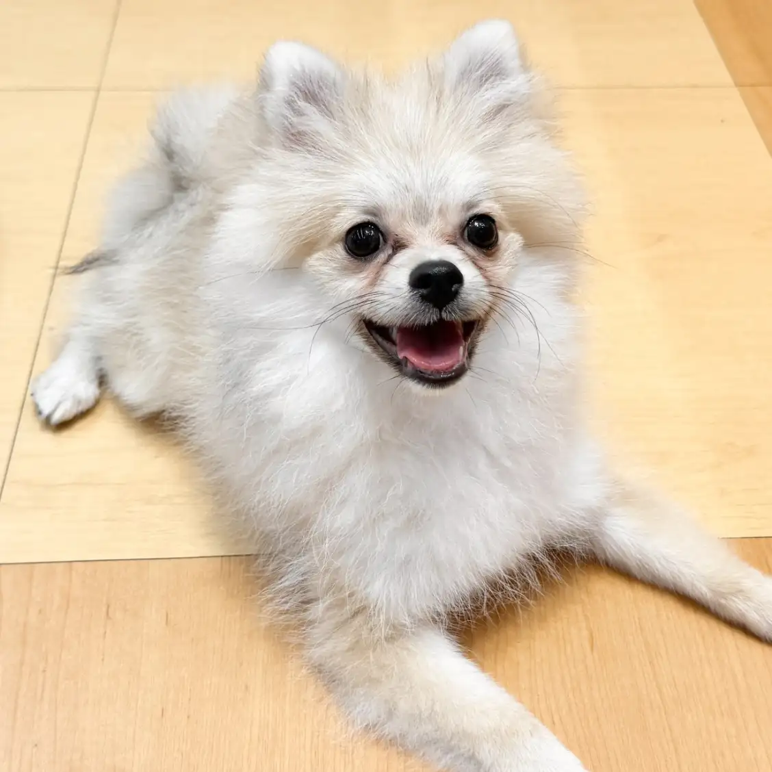 ポメラニアン