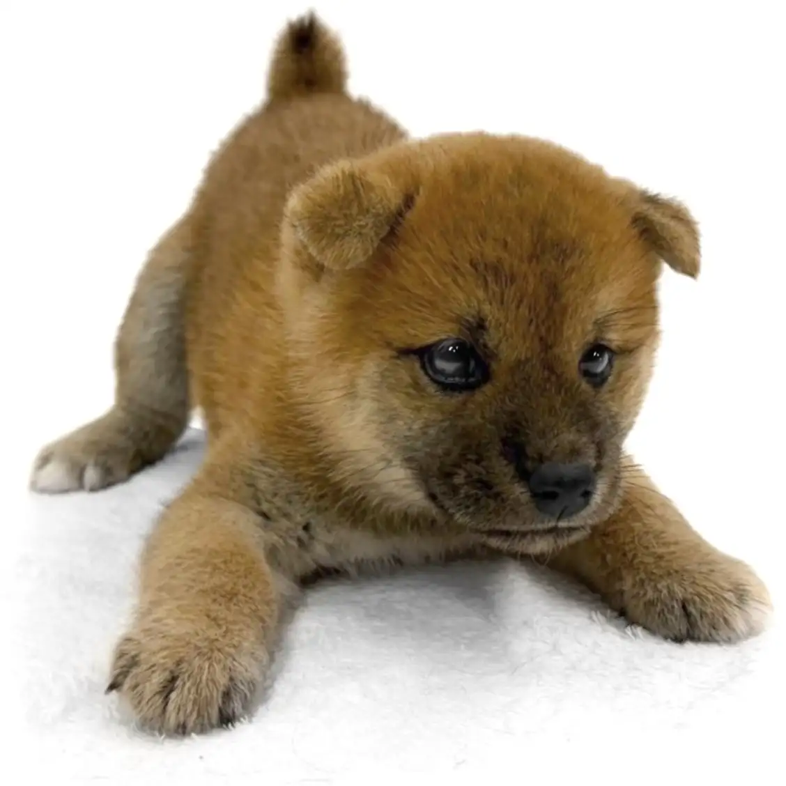 柴犬
