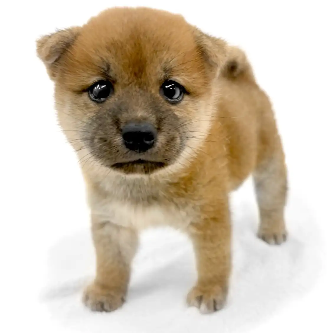 柴犬