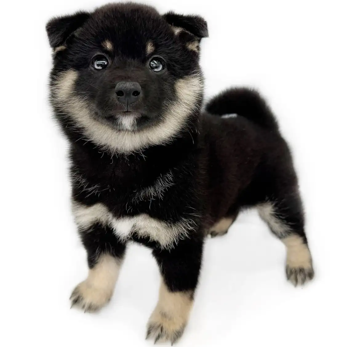 柴犬