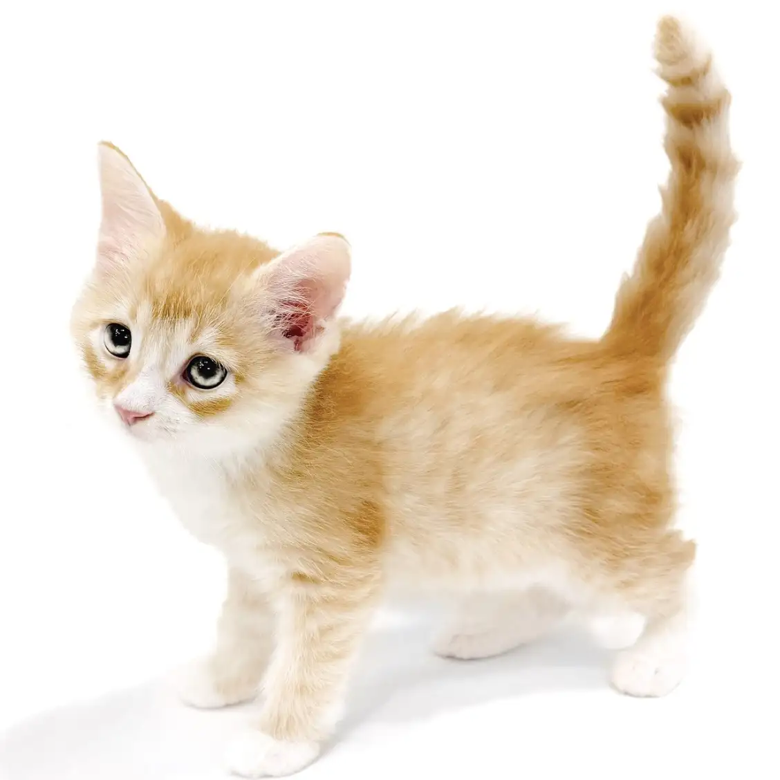 ノルウェージャンフォレストキャット