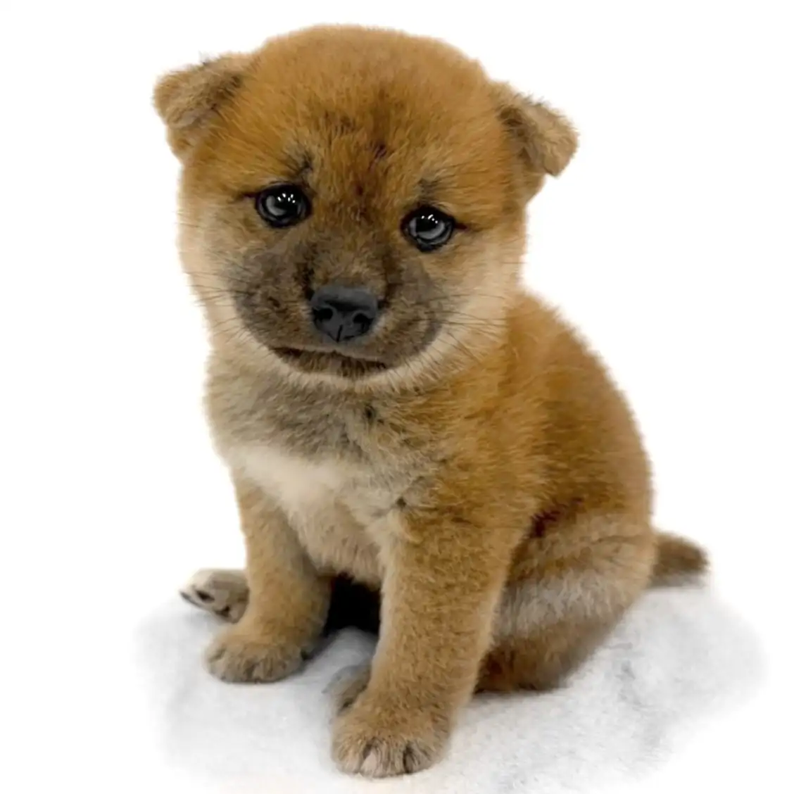 柴犬