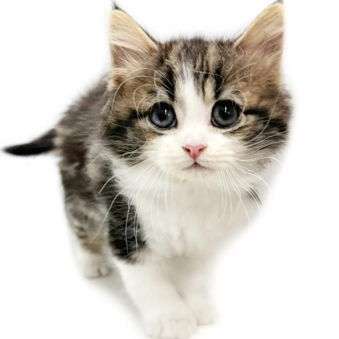 ノルウェージャンフォレストキャット