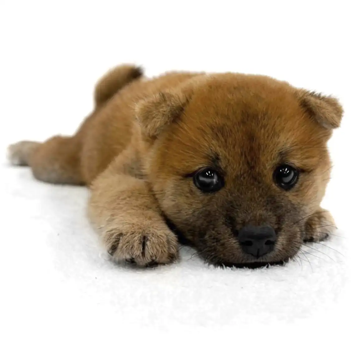 柴犬