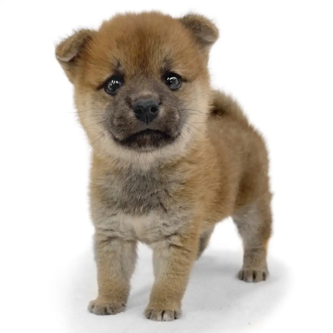 柴犬