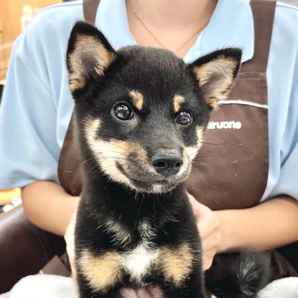 柴犬
