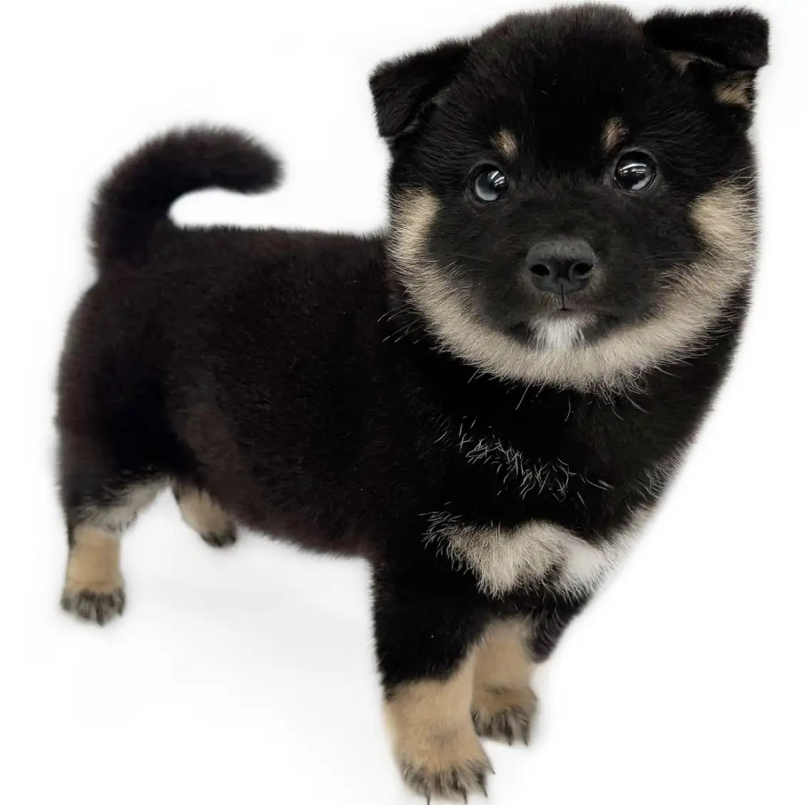 柴犬