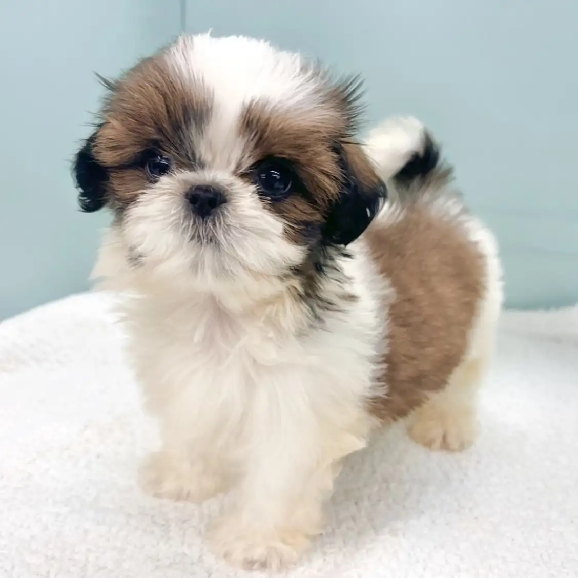 シーズー