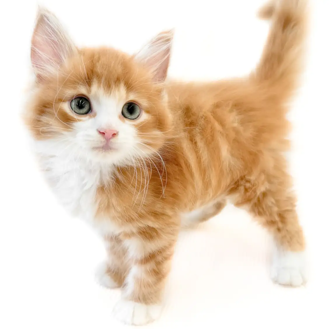ノルウェージャンフォレストキャット