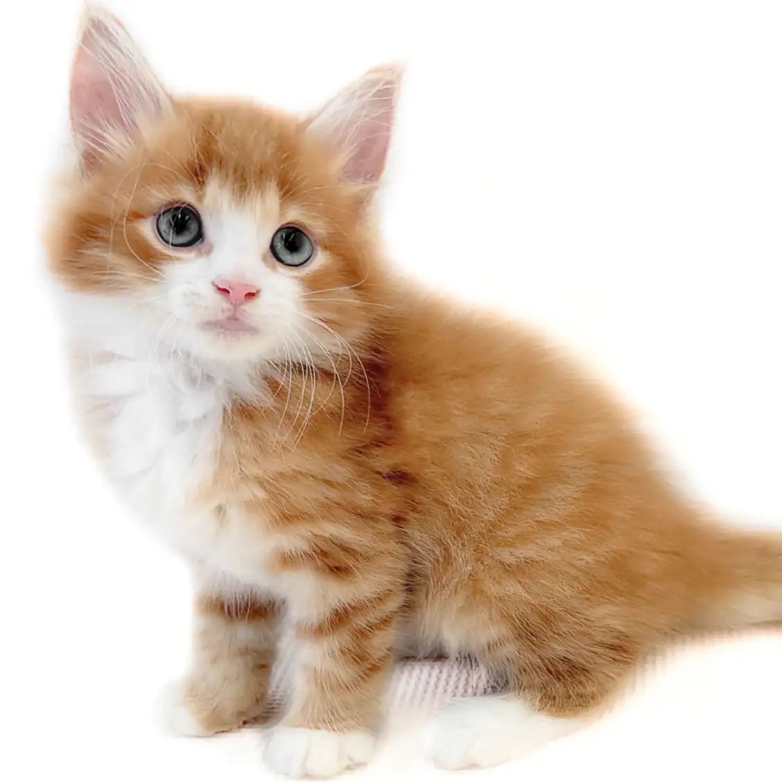ノルウェージャンフォレストキャット