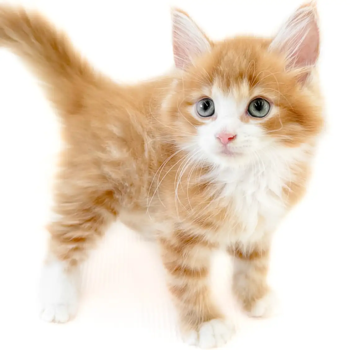 ノルウェージャンフォレストキャット