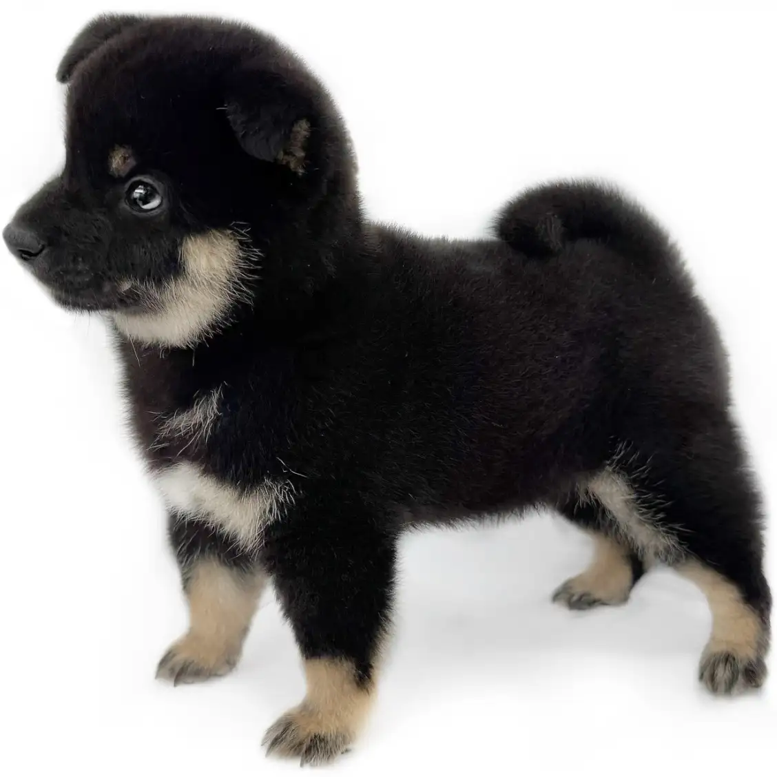 柴犬