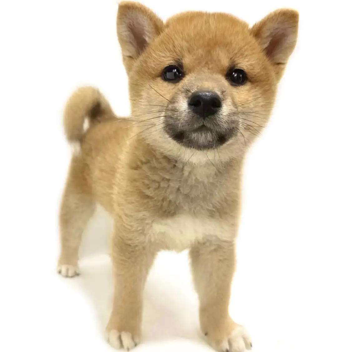 柴犬