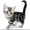 アメリカンショートヘア